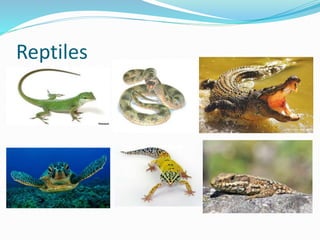 Reptiles
 