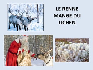 LE RENNE
MANGE DU
LICHEN
 