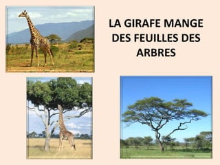 LA GIRAFE MANGE
DES FEUILLES DES
ARBRES
 