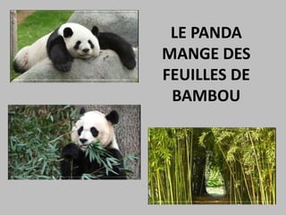 LE PANDA
MANGE DES
FEUILLES DE
BAMBOU
 