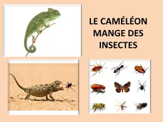 LE CAMÉLÉON
MANGE DES
INSECTES
 