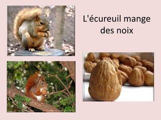 L'écureuil mange
des noix
 