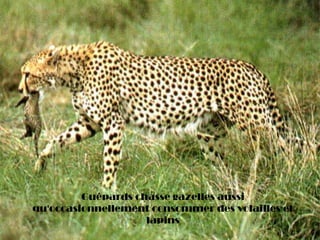 Guépards chasse gazelles aussi
qu'occasionnellement consommer des volailles et
lapins
 