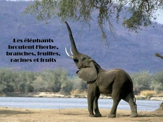 Les éléphants
broutent l'herbe,
branches, feuilles,
racines et fruits
 