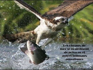 Les oiseaux de
mer se nourrissent
de poissons et
autres animaux
aquatiques
 