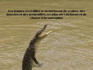 Les jeunes crocodiles se nourrissent de crabes, des
insectes et des grenouilles. Le plus gros poissons et de
chasse à la sauvagine
 