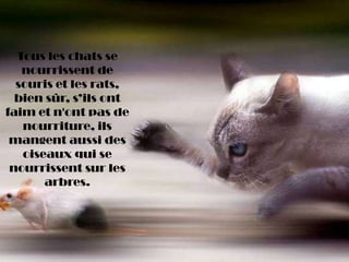 Tous les chats se
nourrissent de
souris et les rats,
bien sûr, s’ils ont
faim et n'ont pas de
nourriture, ils
mangent aussi des
oiseaux qui se
nourrissent sur ​​les
arbres.
 