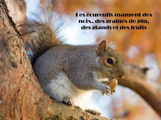 Les écureuils mangent des
noix, des graines de pin,
des glands et des fruits
 