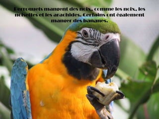Perroquets mangent des noix, comme les noix, les
noisettes et les arachides. Certains ont également
manger des bananes.
 