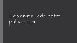 Les animaux de notre
paludarium
 