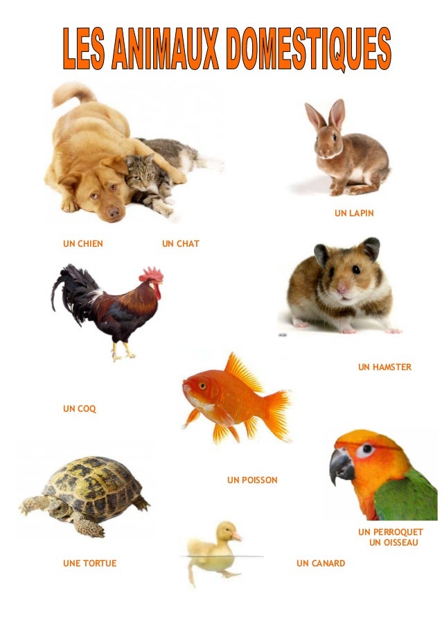 Les Animaux Domestiques