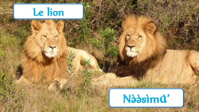 Les Animaux En Langue Bamileke Nufi Feefee