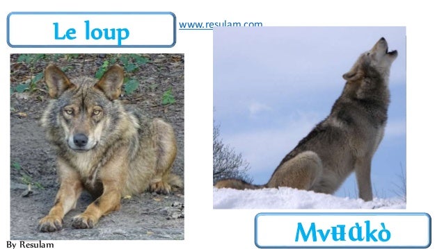 Les Animaux En Langue Bamileke Nufi Feefee