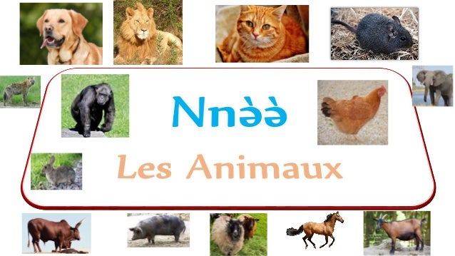 Les Animaux En Langue Bamileke Nufi Feefee