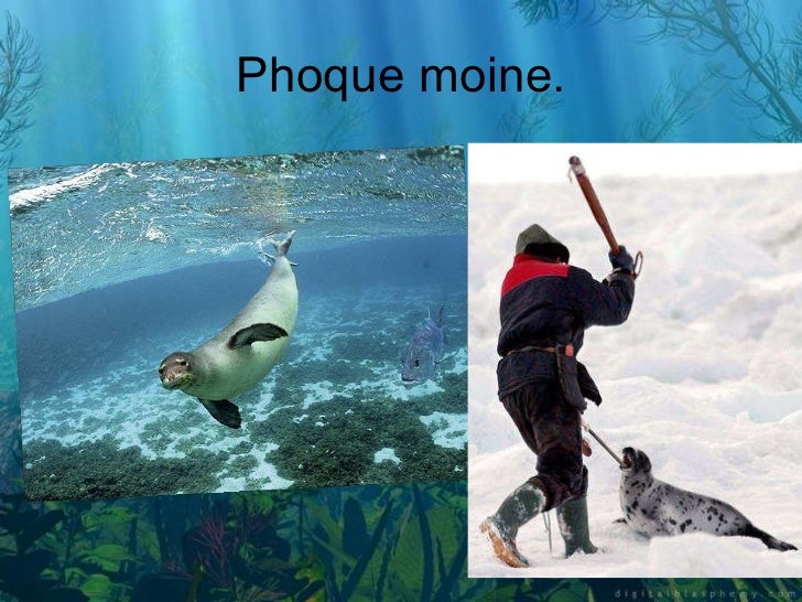 Les Animaux En Voie De Disparition