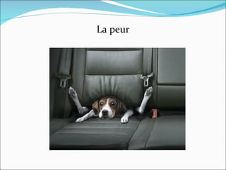 La peur