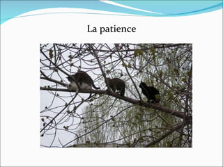 La patience