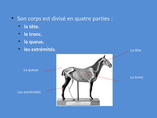 Son corps est divisé en quatre parties : la tête. le tronc. la queue. les extrémités . La tête Le tronc Les extrémités La queue