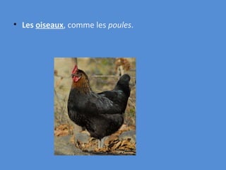 Les oiseaux , comme les poules .