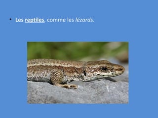 Les reptiles , comme les lézards .