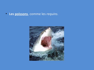 Les  poissons , comme les  requins . 