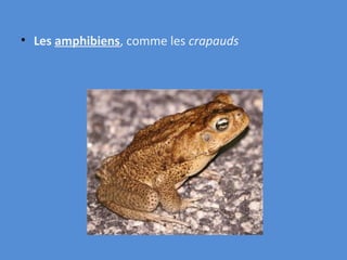 Les  amphibiens , comme les  crapauds 