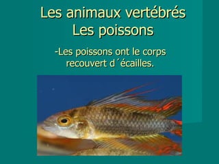Les animaux vertébrés
     Les poissons
  -Les poissons ont le corps
     recouvert d´écailles.
 