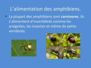 L’alimentation des amphibiens. La plupart des amphibiens sont  carnivores . Ils s’alimentent d’invertébrés comme les araignées, les insectes et même de petits vertébrés. 