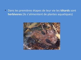 Dans les premières étapes de leur vie les  têtards  sont  herbivores  (ils s’alimentent de plantes aquatiques) 