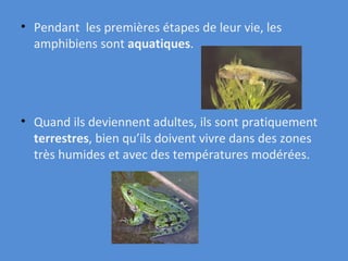 Pendant  les premières étapes de leur vie, les amphibiens sont  aquatiques .  Quand ils deviennent adultes, ils sont pratiquement  terrestres , bien qu’ils doivent vivre dans des zones très humides et avec des températures modérées. 