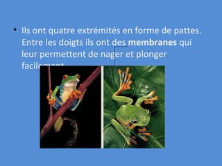 Ils ont quatre extrémités en forme de pattes. Entre les doigts ils ont des  membranes  qui leur permettent de nager et plonger facilement. 