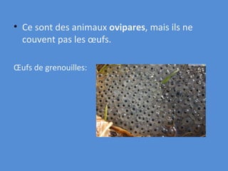 Ce sont des animaux  ovipares , mais ils ne couvent pas les œufs. Œufs de grenouilles: 
