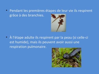 Pendant les premières étapes de leur vie ils respirent grâce à des branchies.  À l’étape adulte ils respirent par la peau (si celle-ci est humide), mais ils peuvent avoir aussi une respiration pulmonaire. 