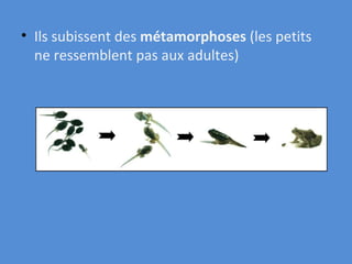 Ils subissent des  métamorphoses  (les petits ne ressemblent pas aux adultes) 