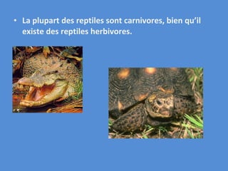 La plupart des reptiles sont carnivores, bien qu’il existe des reptiles herbivores. 