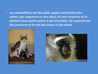 Les mammifères ont des poils, quatre extrémités (des pattes, des nageoires ou des ailes), ils sont vivipares et ils allaitent leurs petits grâces à des mamelles. Ils respirent par des poumons et ils ont des lèvres et des dents. 