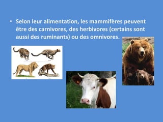 Selon leur alimentation, les mammifères peuvent être des carnivores, des herbivores (certains sont aussi des ruminants) ou des omnivores. 