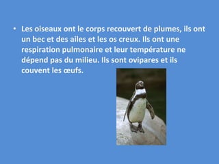 Les oiseaux ont le corps recouvert de plumes, ils ont un bec et des ailes et les os creux. Ils ont une respiration pulmonaire et leur température ne dépend pas du milieu. Ils sont ovipares et ils couvent les œufs. 