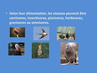 Selon leur alimentation, les oiseaux peuvent être carnivores, insectivores, piscivores, herbivores, granivores ou omnivores. 