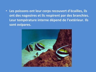 Les poissons ont leur corps recouvert d’écailles, ils ont des nageoires et ils respirent par des branchies. Leur température interne dépend de l’extérieur. Ils sont ovipares. 