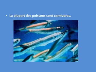 La plupart des poissons sont carnivores. 