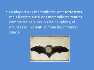 La plupart des mammifères sont  terrestres , mais il existe aussi des mammifères  marins , comme les baleines ou les dauphins, et d’autres qui  volent , comme les  chauves-souris . 