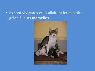 Ils sont  vivipares  et ils allaitent leurs petits grâce à leurs  mamelles . 