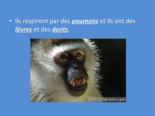 Ils respirent par des  poumons  et ils ont des  lèvres  et des  dents . 