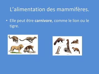 L’alimentation des mammifères. Elle peut être  ca rnivore , comme le lion ou le tigre. 