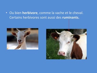 Ou bien  h erbivore , comme la vache et le cheval. Certains herbivores sont aussi des  ruminants. 