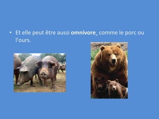 Et elle peut être aussi  o mnivore¸  comme le porc ou l’ours. 