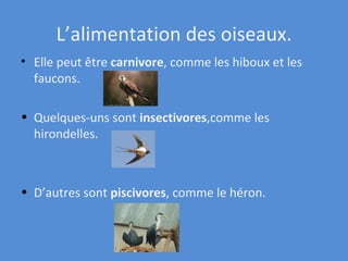 L’alimentation des oiseaux. Elle peut être  ca rnivore , comme les hiboux et les faucons.  Quelques-uns sont  insectivores ,comme les hirondelles. D’autres sont  piscivores , comme le héron. 