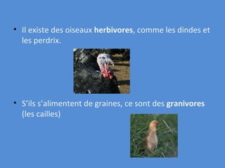 Il existe des oiseaux  h erbivores , comme les dindes et les perdrix.  S’ils s’alimentent de graines, ce sont des  granivores  (les cailles) 