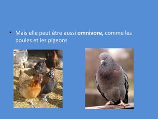 Mais elle peut être aussi  o mnivore,  comme les poules et les pigeons   